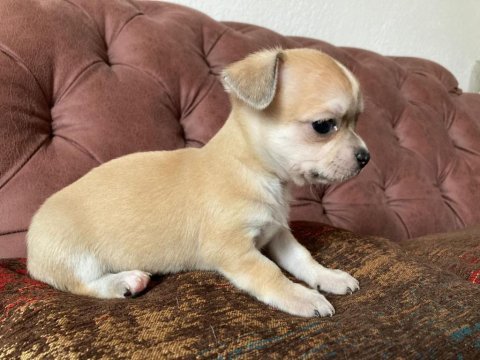 Mükemmel bebeklerimiz chihuahua