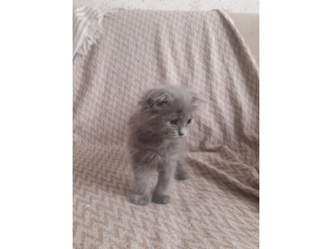 Birinci kalite blue point scottish fold yavrular