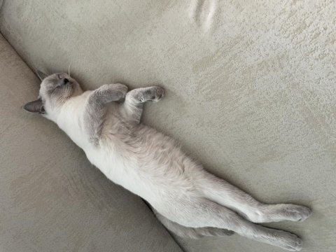Bluepoint british shorthair