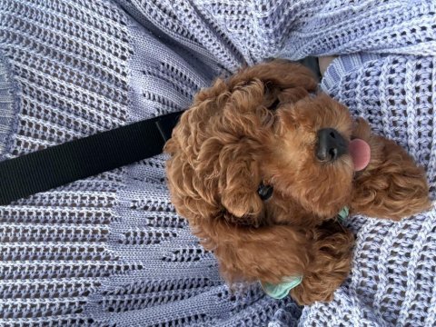 Toy poodle 2 aylık