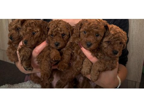 Toy poodle mükemmel güzellikteki yavrularımız