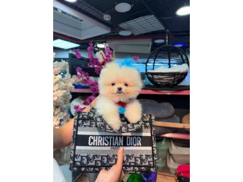 Pomeranian boo yavrular