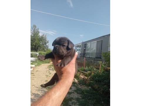 Aşılı karneli sağlık garantili french bulldog
