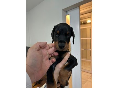 A şecereli şampiyon kan hattından son dişi doberman