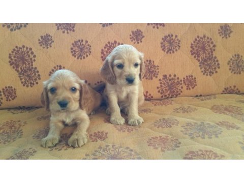 A klass english cocker yavruları