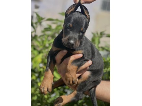 Safkan doberman yavrular