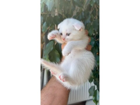 Kar beyaz scottish fold pamuklar teslime hazır