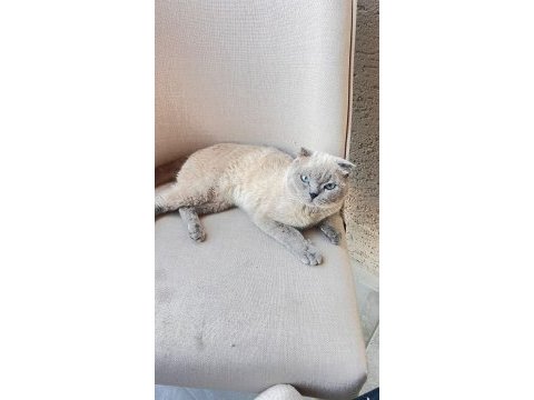 Erkek 1 yaşında scottish fold