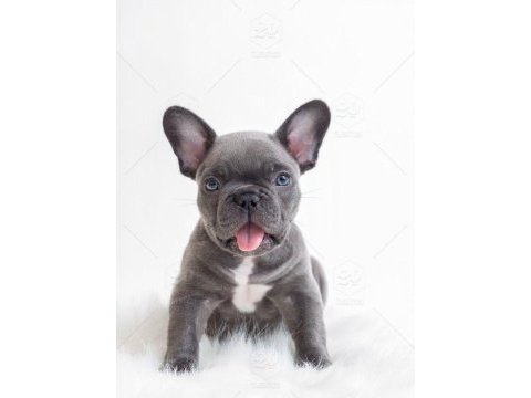 Blue gri mavi gözlü fransızbulldog orjinal saf garantili