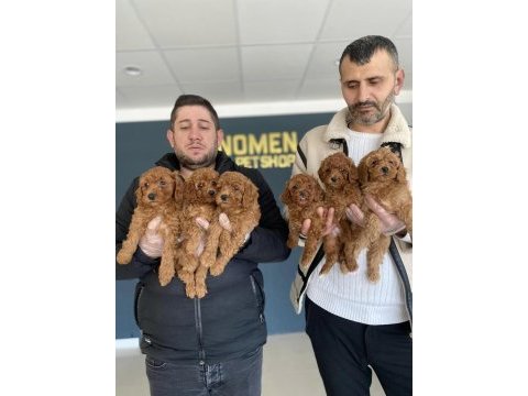Renk renk orjinal toy poodle yavrular güncel ankara