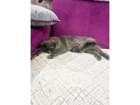 1 yaşında gayet sağlıklı aşıları tam scottish fold