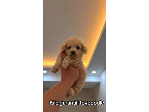 Kilo garantili toypoodle 