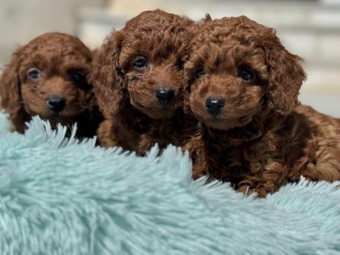 Show kalite toy poodle lar petmode köpek çiftliğinde
