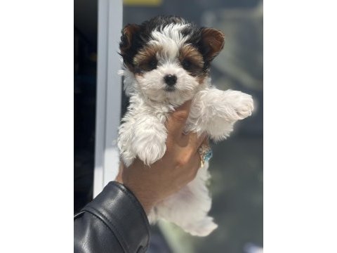 Show kalite tea cup morkie yavrular ziyarete açık