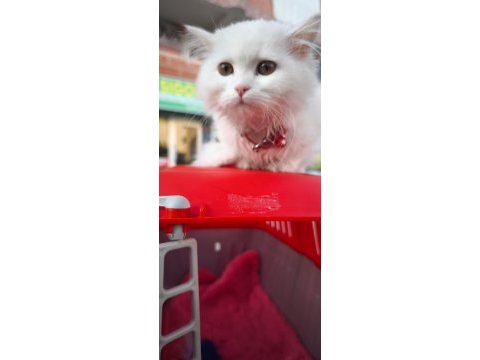 British longhair kedime yeni yuva