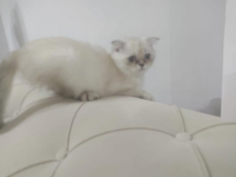 British shorthair 6 aylık