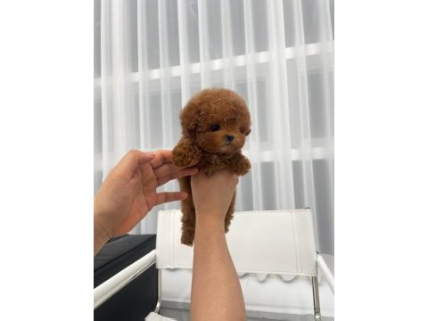 Sevgı dolu toy poodle yavrularım