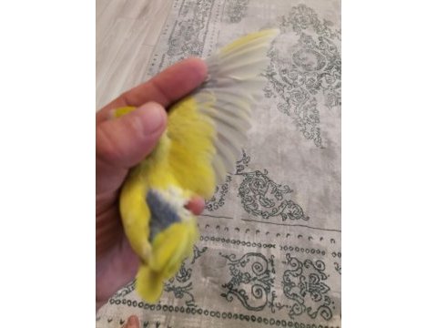 45 günlük erkek forpus