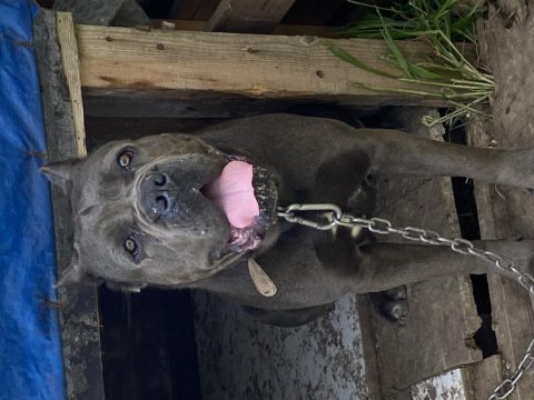 Dişi yaşında blue cane corso
