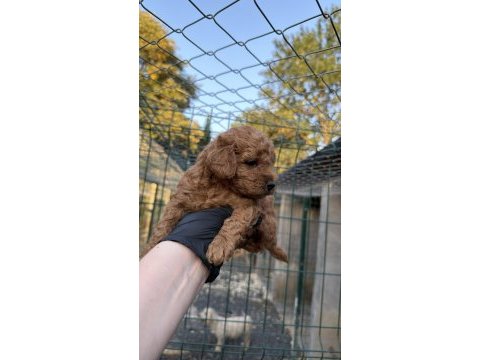 Red brown toy poodle