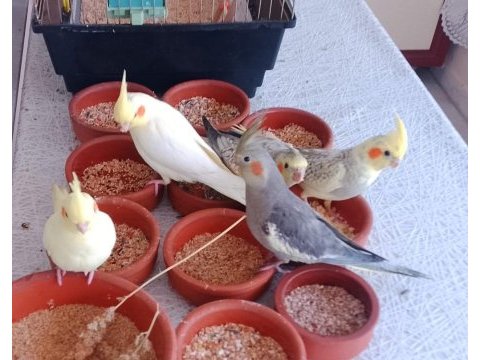 Akkuş üretim çiftliğinden sultan papağanları