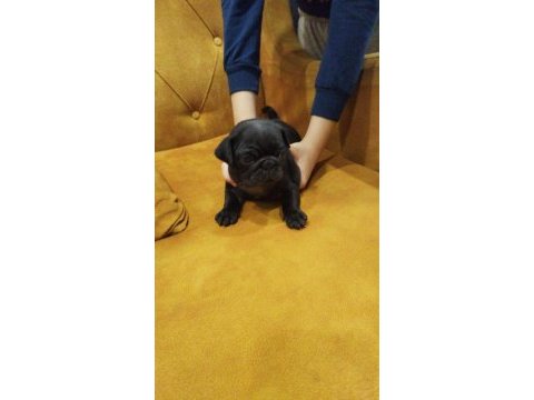 Pug mops 55 - 65 günlük erkek - dişi yavrular