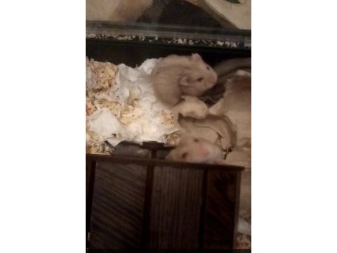 Ücretsiz gonzales hamsterlar