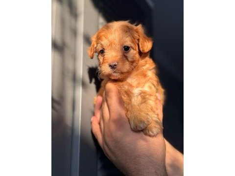 Maltipoo adrese teslim, kapıda ödeme yapabilirsiniz