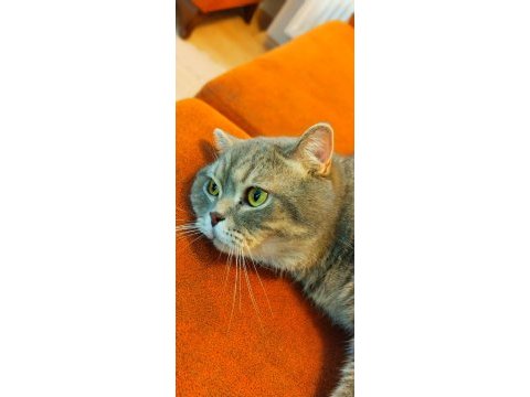 British shorthair oğlumuz