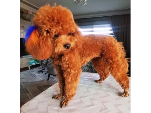 Toy poodle 2 erkek dark brown