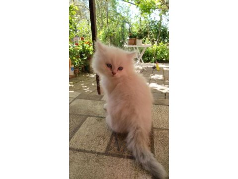 British longhair