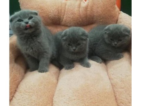 Scottish fold yavrular