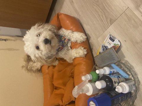 Acil maltipoo bilgi almadan karar vermeyin