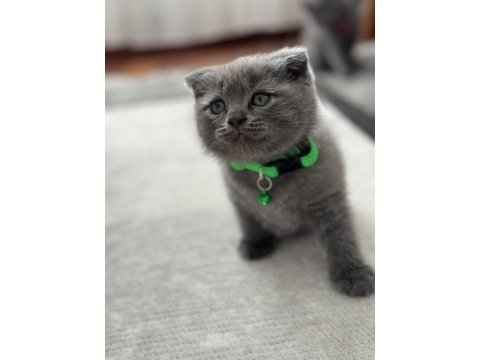 Scottish fold & british fold yeni yavrular