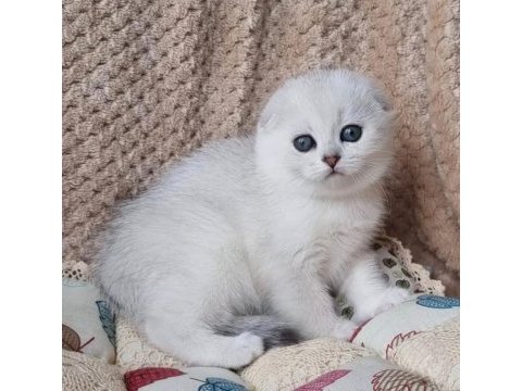 Saf kan en kaliteli ns1133 scottish fold shorthair
