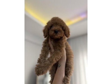 Aşılı wc eğitimli son erkek toy poodle yavru