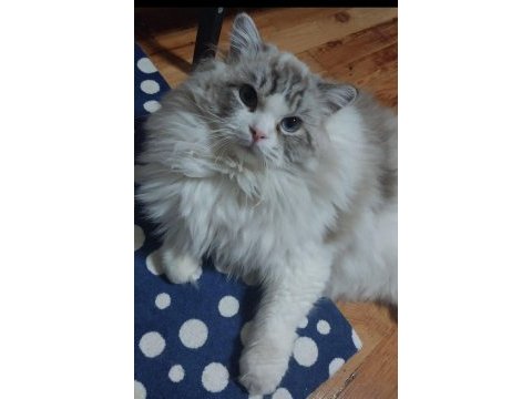 Ragdoll bebekler