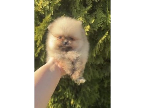 Pomeranian boo yavrularımız yeni yuvasını arıyor