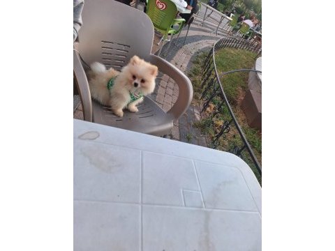 3 aylık erkek pomeranian tüm aşıları tamam