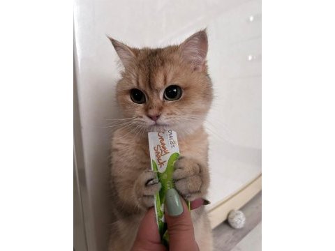 Aciliyetten sahiplendirilecek british shorthair