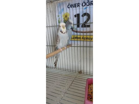 Yavru show jumbo muhabbet kuşlar