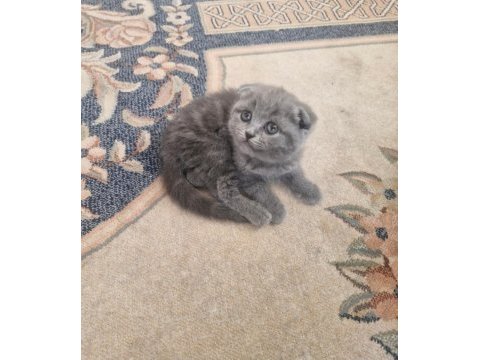 Scottish fold minnoşum