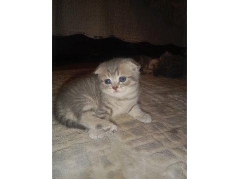 Scottish fold yavrularına yuva arıyorum