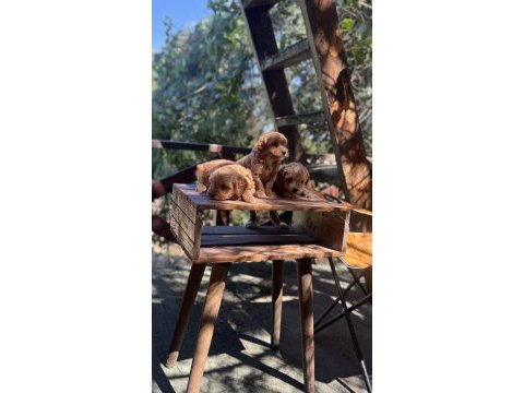 Maltipoo yavrularımız yeni yuvasını arıyor