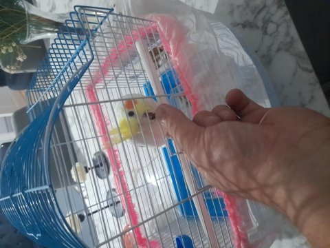 Konuşan insan canlısı 7 aylık erkek sultan papağanı