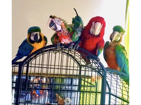 Mavi kırmızı hibrit bebek macaw