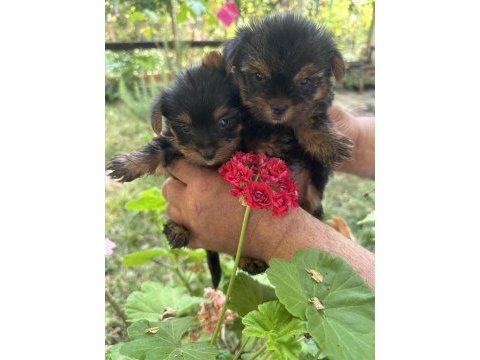 Mini boy dişi teacup yorkshire terrier