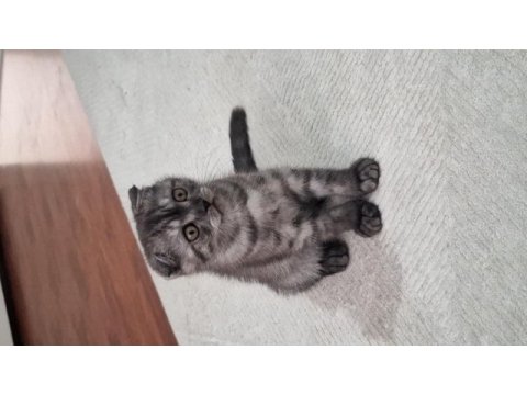 Scottish fold erkek bebeğimiz