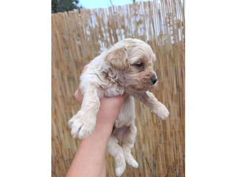 Sağlık garantili, üst kalite maltipoo yavrular