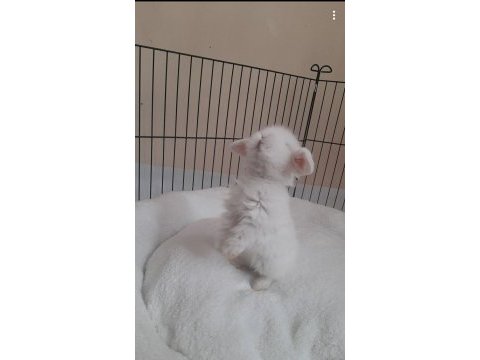 Safkan hollanda lop tavşan